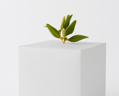 Lifetime Greenery
